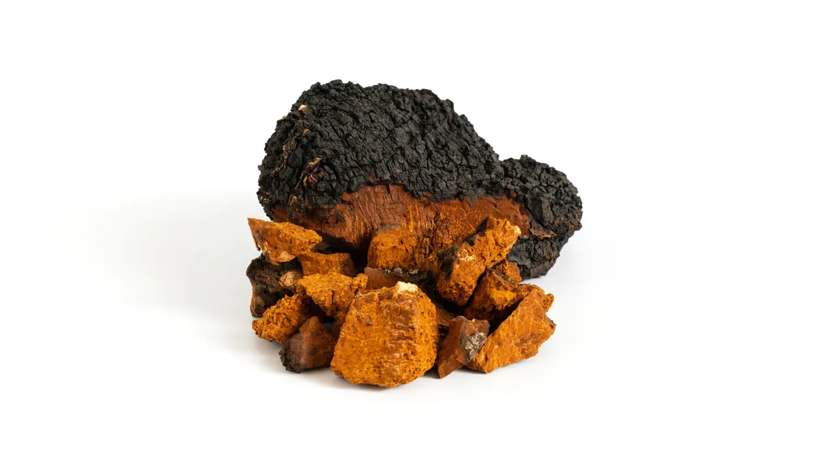 Chaga mushrooms