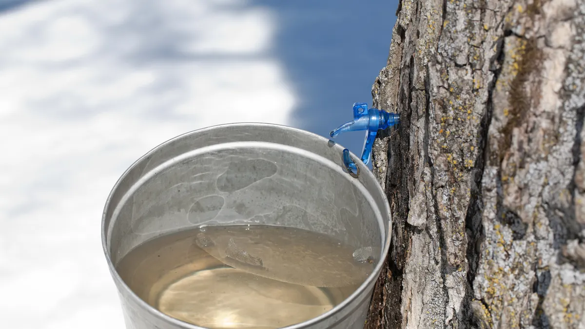 Tapping sap of maple tree