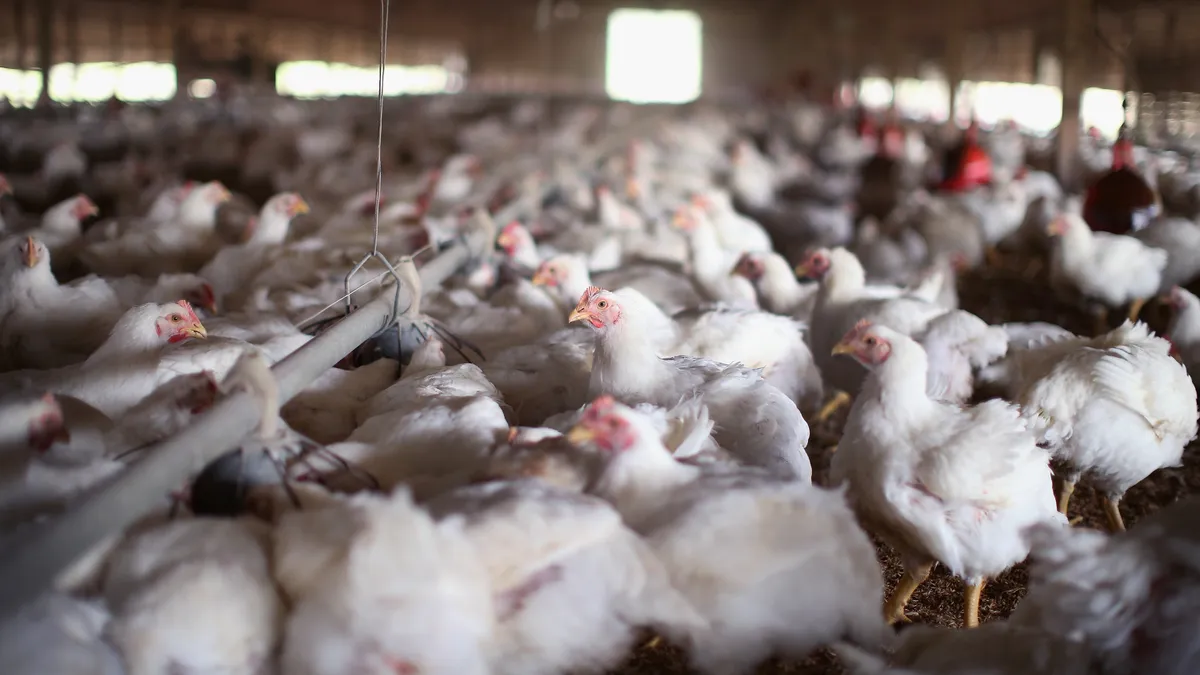 Chickens roam and scratch around in a farm.